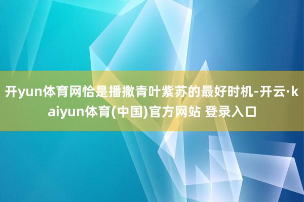 开yun体育网恰是播撒青叶紫苏的最好时机-开云·kaiyun体育(中国)官方网站 登录入口
